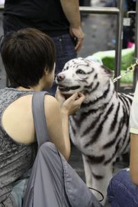 chien-tigre-peint-japon