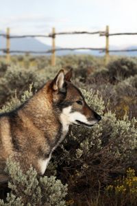 shikoku-inu-profil