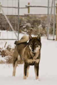 shikoku-ken-rare