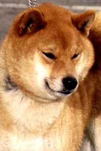 shiba-kiyowara-di-poggio-petroio