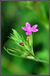 OEILLET VELU 1