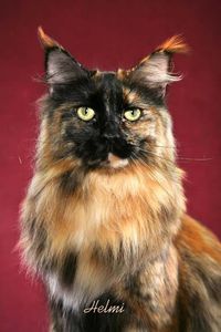 tortoiseshell-maine-coon-Madison