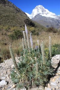 0492 Huaraz - Randonnée Laguna 69