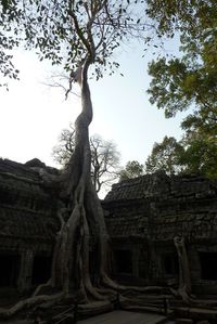 Angkor Vat 1er jour Ta Prhom (Tomrider) (2)