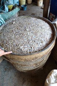 Battanbang poisson pour le Amok (avec asticots) (3)