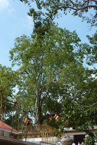 Anuradhapura-le-plus-vieil-arbre.JPG