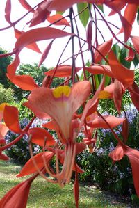 Kandy jardin botanique (35)