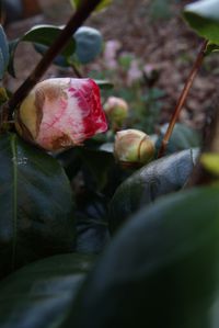 camellia-japonica-Margaret-Davis--2-.JPG