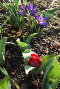 tulipe-botanique-rouge.JPG