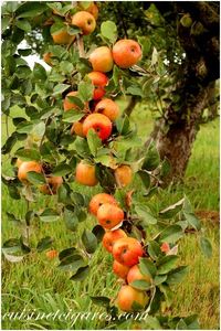 Pommes sur branche DSC 0523 2