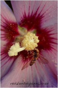Flan Créole Quadro 20