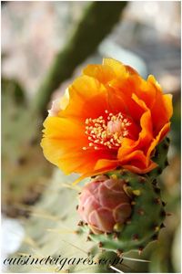 Fleur Cactus Orange