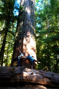 cathedral grove (1)