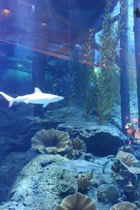 Aquarium hôtel Atlantis