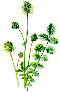 pimprenelle---feuilles-et-fleurs.png