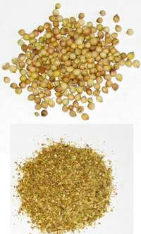 coriandre - grains et poudre