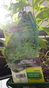 verveine citronnelle 01