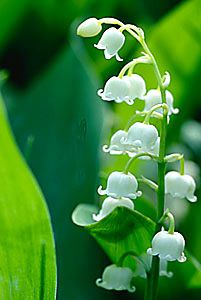 MUGUET.jpg