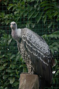 vautour de rüppell (le domaine des fauves)