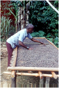 Séchage de cacao