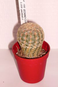 Echinocereus-pectinatus.jpg