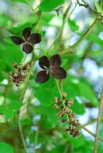 Akebia-trifoliata.jpg