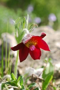 Pulsatilla-bungeana.jpg