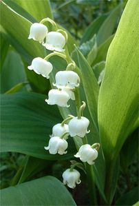 muguet[1]