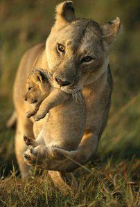 lionne---son-cub.jpg