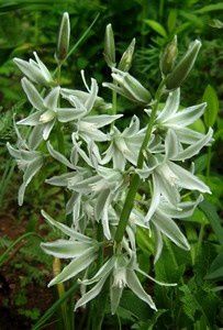 ornithogalum-nutans-18-mai-10.jpg