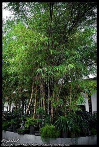 GZ-TEMPLE-BLOG-16-LQ