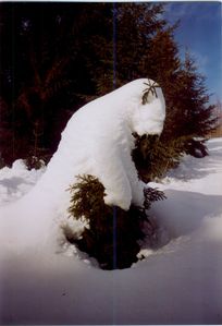 Ours des neiges