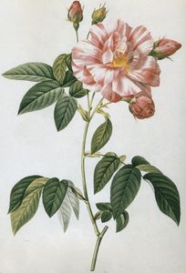 redoute-rose-france.jpg