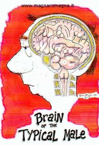 cervello-maschile1
