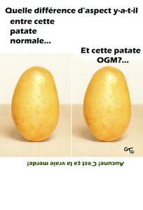 Patate OGM