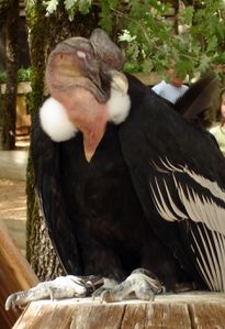 rocher-des-andes-Condor-des-Andes--male.JPG