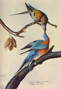 audubonw