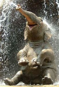 happy-elephant