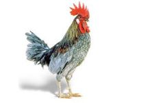 delaware-bird blue hen chicken