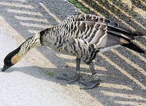 hawaii-bird nene goose