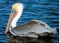 louisiana-bird brown pelican