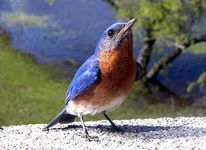 missouri-bird eastern bluebird