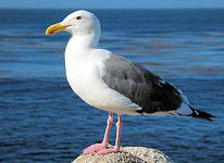 utah-bird california gull
