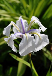 Iris laevigata sautarel