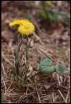 tussilago_farfara_3.jpg