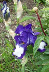 iris-bleu-et-blanc.jpg