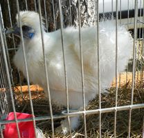 image021