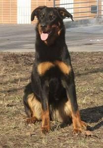 Rencontre beauceronne