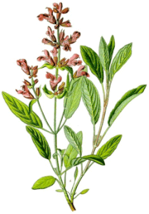 salbei