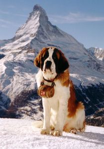 stbernard.jpg